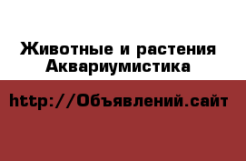 Животные и растения Аквариумистика